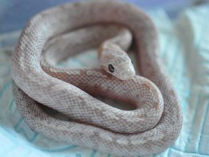 HATCHLING