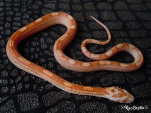 HATCHLING