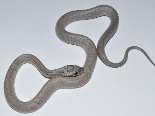 HATCHLING