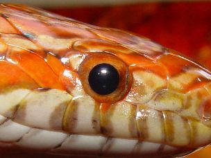 EYE