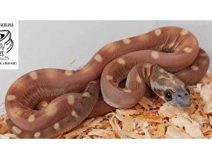 HATCHLING
