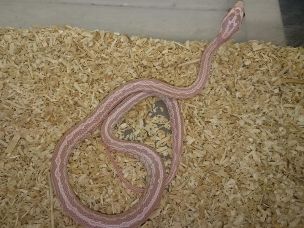 HATCHLING