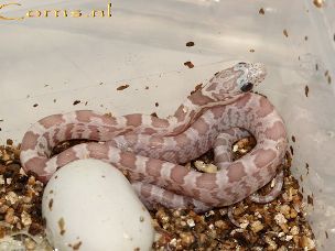 HATCHLING