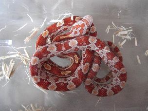 HATCHLING