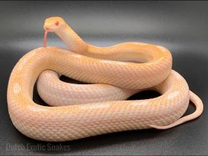ADULT