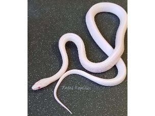 HATCHLING