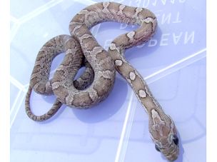 HATCHLING