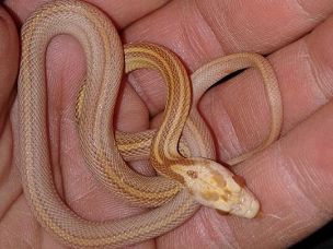HATCHLING