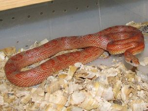 ADULT