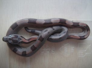 HATCHLING
