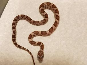 HATCHLING