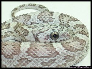 EYE
