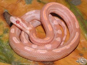HATCHLING