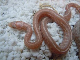 HATCHLING