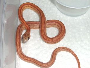 HATCHLING
