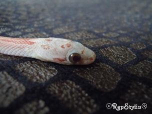 EYE