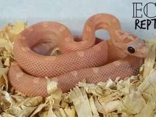 HATCHLING