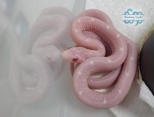 HATCHLING