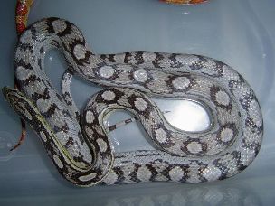 ADULT