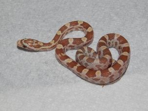 HATCHLING
