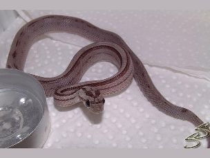 HATCHLING