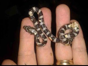 HATCHLING