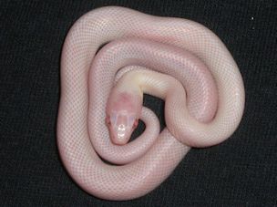 HATCHLING