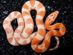 HATCHLING
