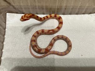HATCHLING