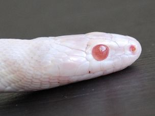 EYE