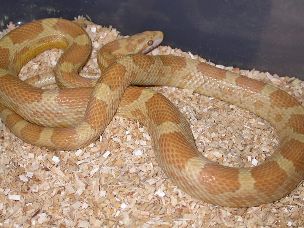 ADULT