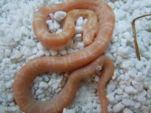 HATCHLING