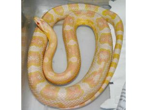 ADULT