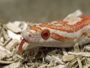 EYE