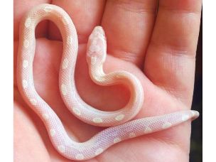 HATCHLING