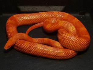 ADULT