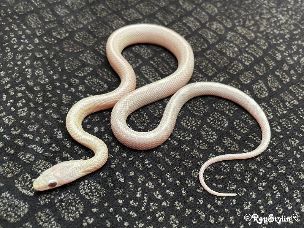 HATCHLING