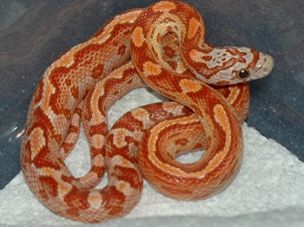 HATCHLING