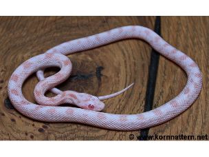 HATCHLING