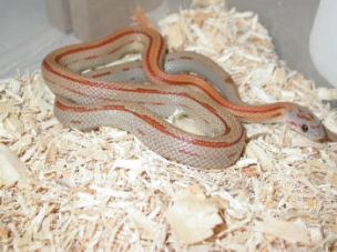 HATCHLING
