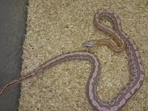HATCHLING
