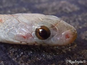 EYE