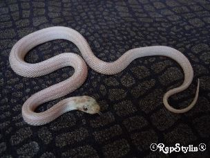 HATCHLING