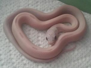 HATCHLING