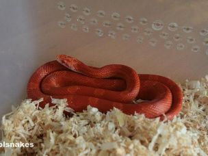 HATCHLING