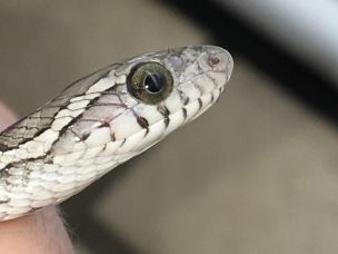 EYE