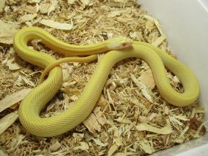 ADULT