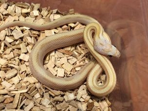 HATCHLING