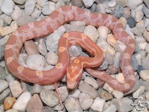 HATCHLING