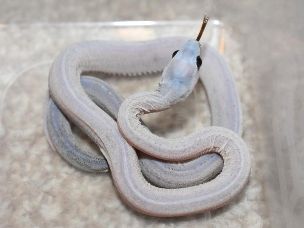 HATCHLING